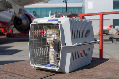 Hund in einer Transportbox